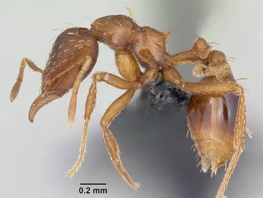Strumigenys simoni specimen CASENT0060533 image casent0060533_3