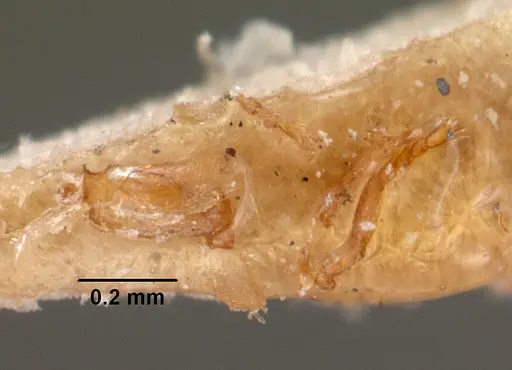 Strumigenys simoni specimen CASENT0102079 image casent0102079_3