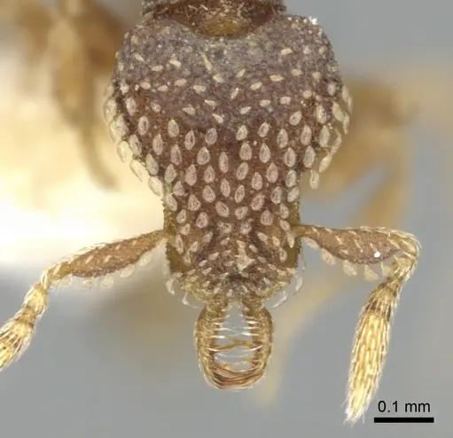 Strumigenys spathoda specimen CASENT0900630 image casent0900630_2