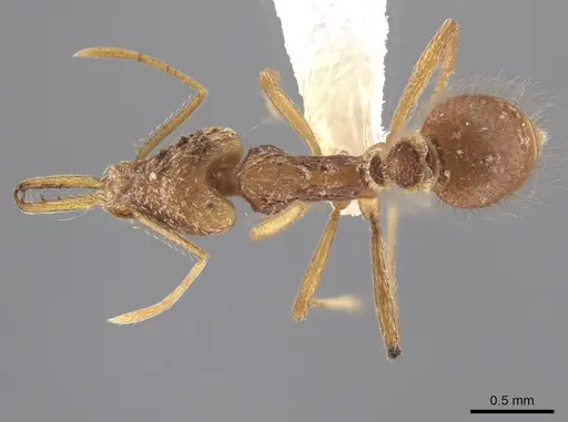 Strumigenys trinidadensis specimen CASENT0628792 image casent0628792_1