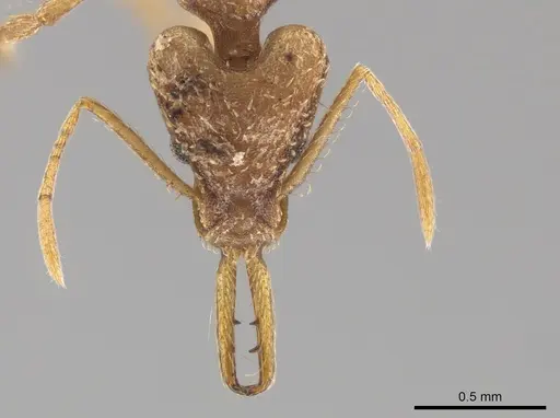 Strumigenys trinidadensis specimen CASENT0628792 image casent0628792_2