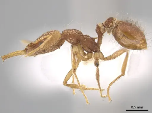 Strumigenys trinidadensis specimen CASENT0628792 image casent0628792_3