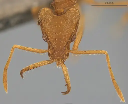 Strumigenys trinidadensis specimen CASENT4036193 image casent4036193_1