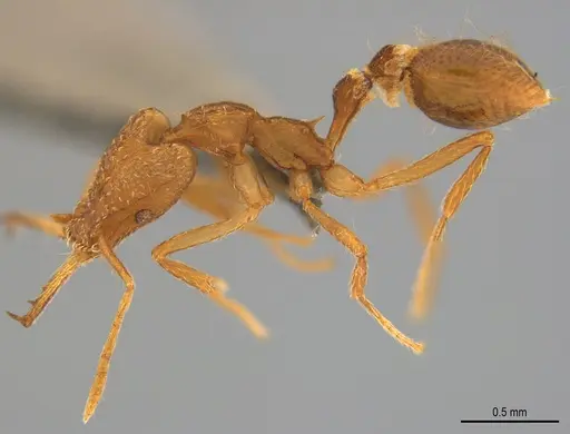 Strumigenys trinidadensis specimen CASENT4036193 image casent4036193_2