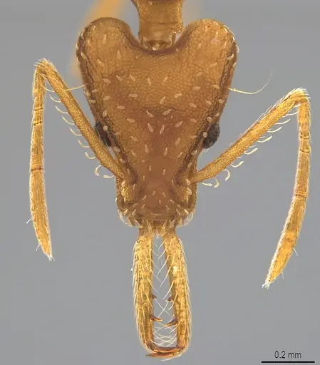 Strumigenys trinidadensis specimen CASENT4036224 image casent4036224_1