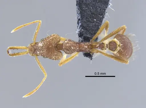 Strumigenys trinidadensis specimen CBUMAGENT41698 image cbumagent41698_1