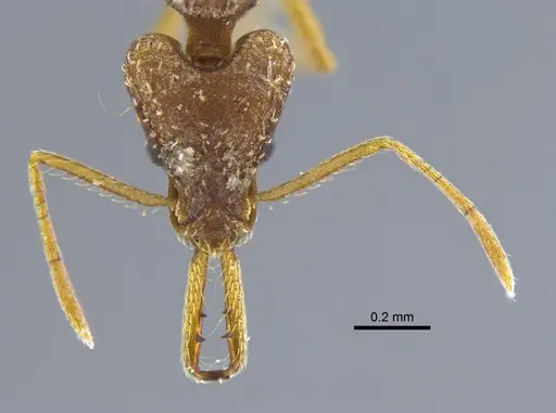 Strumigenys trinidadensis specimen CBUMAGENT41698 image cbumagent41698_2