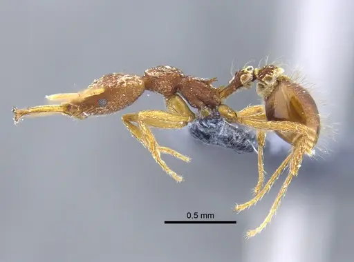 Strumigenys trinidadensis specimen CBUMAGENT41698 image cbumagent41698_3