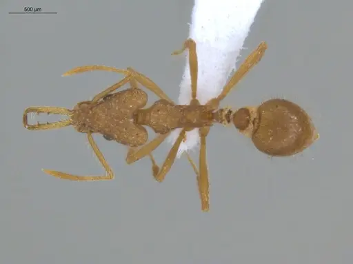Strumigenys trinidadensis specimen ECOFOG-IT14-0099-76 image ecofog-it14-0099-76_1
