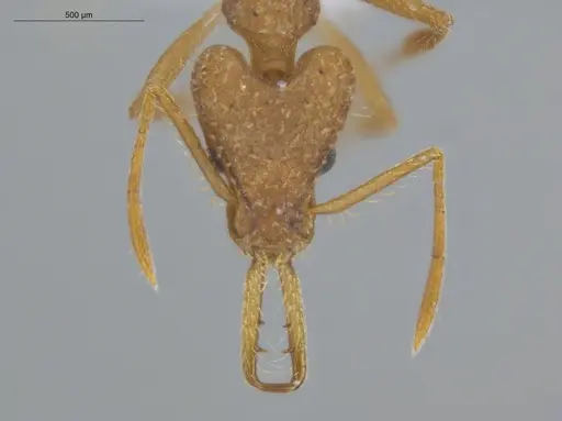 Strumigenys trinidadensis specimen ECOFOG-IT14-0099-76 image ecofog-it14-0099-76_2