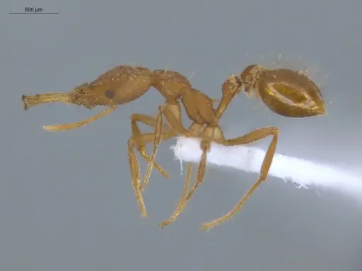Strumigenys trinidadensis specimen ECOFOG-IT14-0099-76 image ecofog-it14-0099-76_3