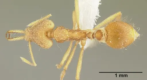 Strumigenys trinidadensis specimen INBIOCRI001280404 image inbiocri001280404_1