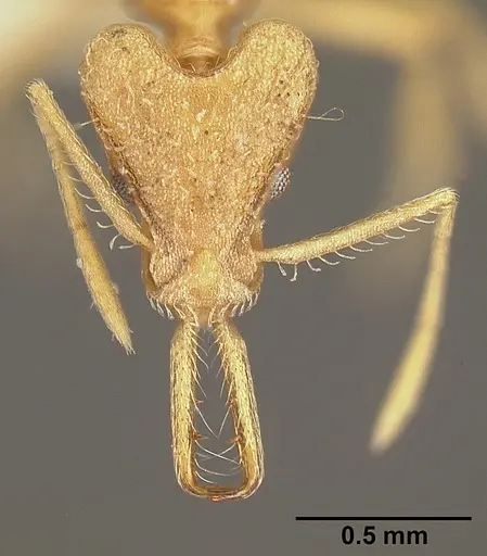 Strumigenys trinidadensis specimen INBIOCRI001280404 image inbiocri001280404_2