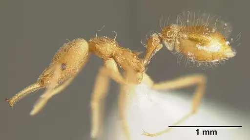 Strumigenys trinidadensis specimen INBIOCRI001280404 image inbiocri001280404_3