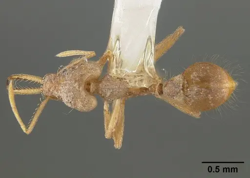 Strumigenys trinidadensis specimen USNMENT00441644 image usnment00441644_1