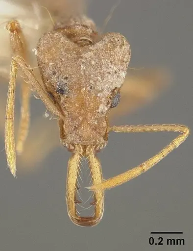 Strumigenys trinidadensis specimen USNMENT00441644 image usnment00441644_2