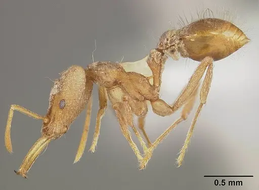 Strumigenys trinidadensis specimen USNMENT00441644 image usnment00441644_3