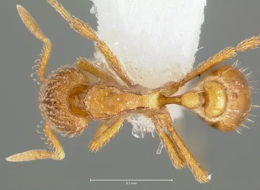 Strumigenys victrix specimen CASENT0005987 image casent0005987_2