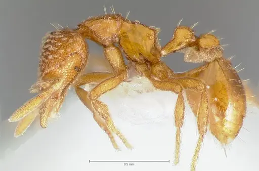 Strumigenys victrix specimen CASENT0005987 image casent0005987_6