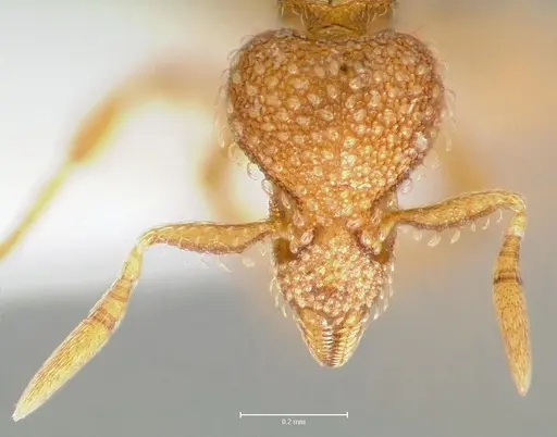 Strumigenys victrix specimen CASENT0006026 image casent0006026_2