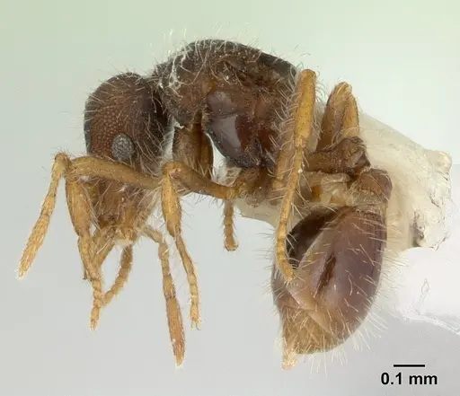Strumigenys xenos specimen CASENT0178875 image casent0178875_3