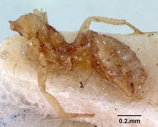 Syllophopsis modesta specimen CASENT0010824 image casent0010824_2