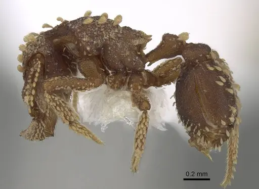 Talaridris mandibularis specimen CASENT0235384-D01 image casent0235384-d01_3