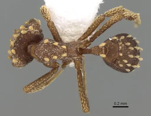 Talaridris mandibularis specimen CASENT0235384 image casent0235384_2