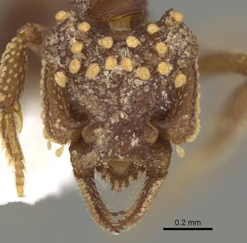 Talaridris mandibularis specimen CASENT0235384 image casent0235384_4