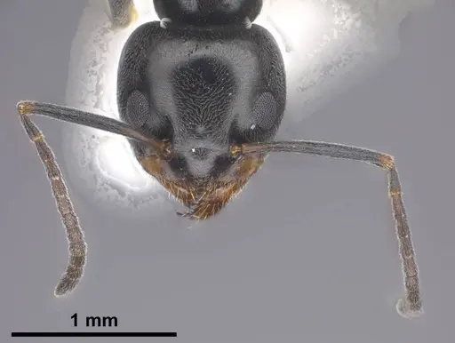 Tapinoma darioi specimen ANTWEB1038033 image antweb1038033_4