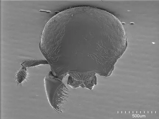 Tatuidris tatusia specimen ANTWEB1008593 image antweb1008593_2