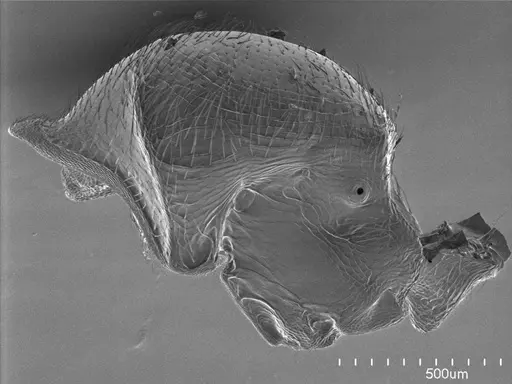 Tatuidris tatusia specimen ANTWEB1008593 image antweb1008593_3