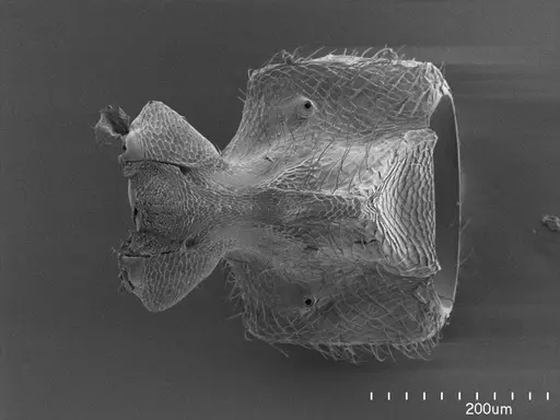 Tatuidris tatusia specimen ANTWEB1008605 image antweb1008605_1