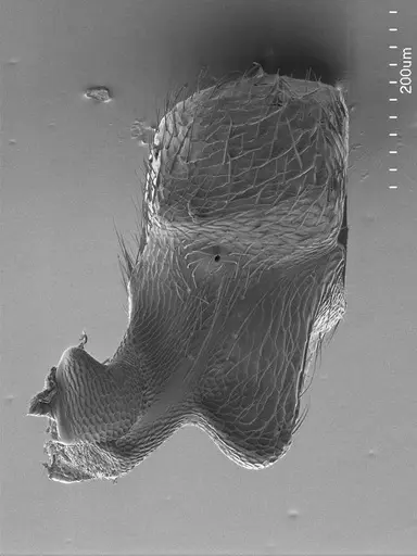 Tatuidris tatusia specimen ANTWEB1008605 image antweb1008605_2