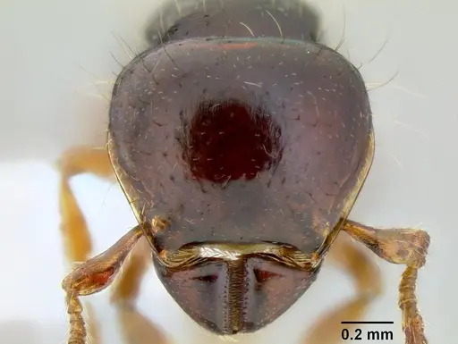 Tatuidris tatusia specimen CASENT0106203 image casent0106203_2