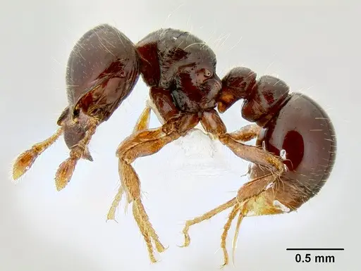 Tatuidris tatusia specimen CASENT0106203 image casent0106203_3