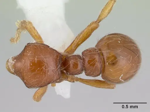 Tatuidris tatusia specimen CASENT0178755 image casent0178755_1