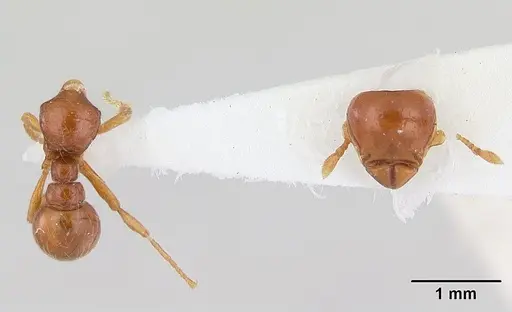 Tatuidris tatusia specimen CASENT0178755 image casent0178755_2