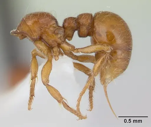 Tatuidris tatusia specimen CASENT0178755 image casent0178755_4