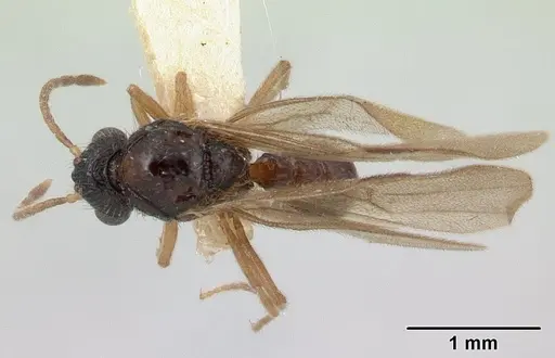 Tatuidris tatusia specimen CASENT0178870 image casent0178870_1