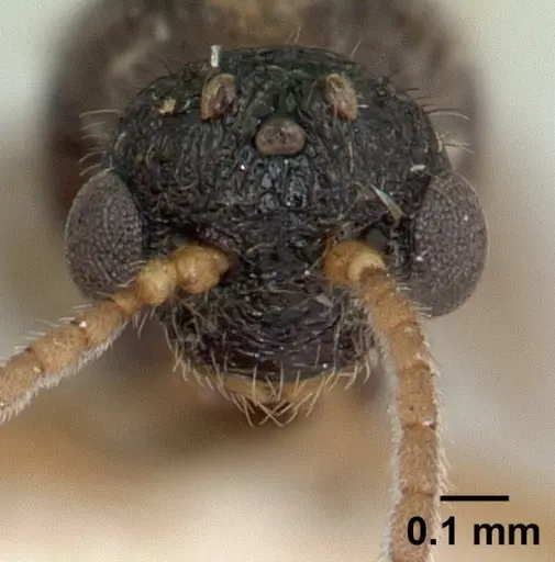 Tatuidris tatusia specimen CASENT0178870 image casent0178870_2