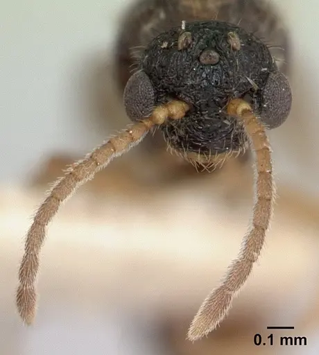 Tatuidris tatusia specimen CASENT0178870 image casent0178870_3
