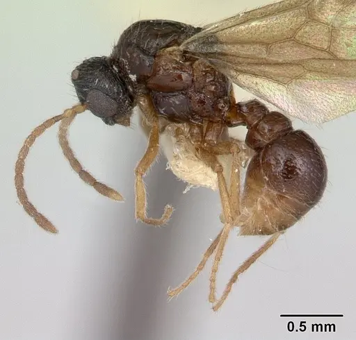Tatuidris tatusia specimen CASENT0178870 image casent0178870_4