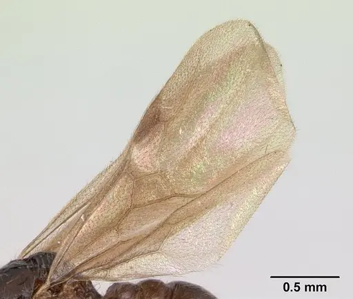 Tatuidris tatusia specimen CASENT0178870 image casent0178870_5