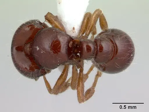 Tatuidris tatusia specimen CASENT0178871 image casent0178871_1