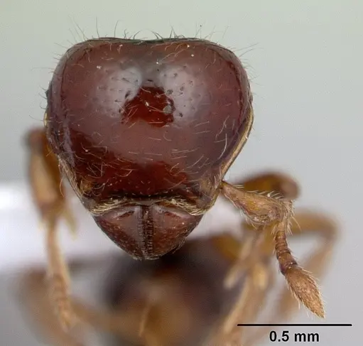 Tatuidris tatusia specimen CASENT0178871 image casent0178871_2