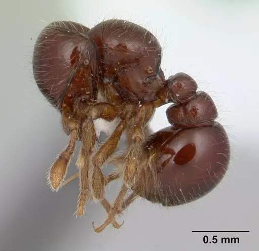 Tatuidris tatusia specimen CASENT0178871 image casent0178871_3