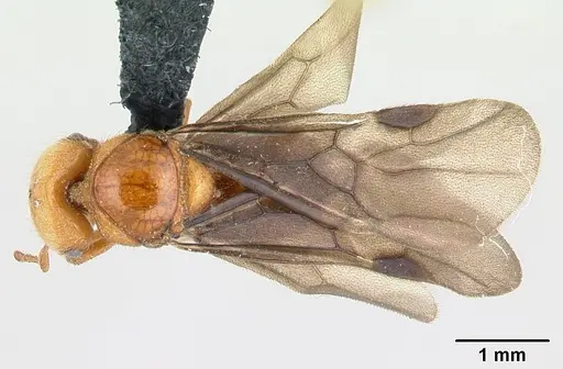 Tatuidris tatusia specimen CASENT0178881 image casent0178881_1