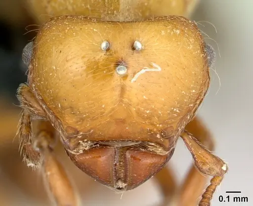 Tatuidris tatusia specimen CASENT0178881 image casent0178881_2