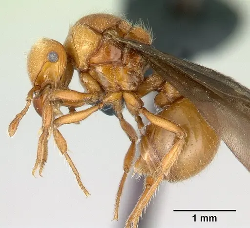 Tatuidris tatusia specimen CASENT0178881 image casent0178881_3